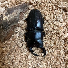 能勢YGオオクワガタ♂単B品個体の画像