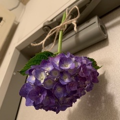 紫陽花の花　一本下さい。