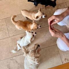動物取扱業について