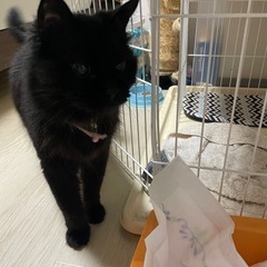 黒猫ちゃん − 愛知県