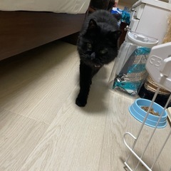 黒猫ちゃん - 猫
