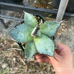 アガベ　チタノタブルー