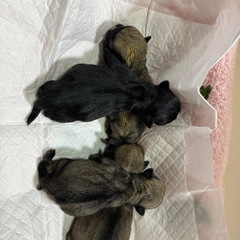 パグ好きさん必見❗️