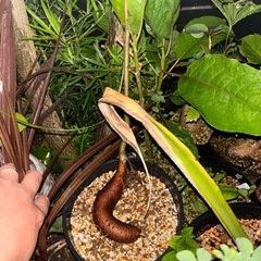 バオバブ　アダンソニア　ディキダータ　観葉植物　塊根植物　多肉植...