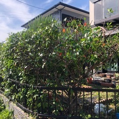 草刈り、剪定します - みやま市