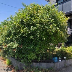 草刈り、剪定します