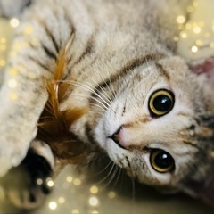 人懐っこい麦わら色の美猫ちゃん  メス 1歳ぐらい 
