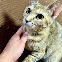 人懐っこい茶多めの麦わら美猫ちゃん  小さめメス 1歳ぐらい  - 猫