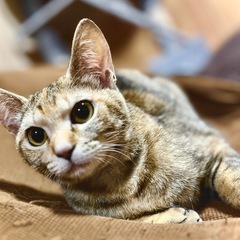 人懐っこい茶多めの麦わら美猫ちゃん  小さめメス 1歳ぐらい  - 仲多度郡