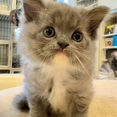 純血の仔猫
