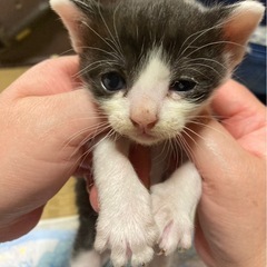 白黒　ハチワレ　オス　生後4週齢くらい