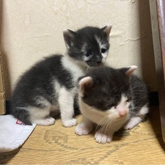 白黒　メス　生後4週齢くらい - 丸亀市