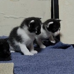 白黒　メス　生後4週齢くらい - 猫