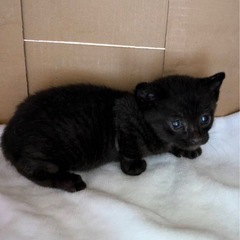 黒猫　メス　生後4週齢くらい