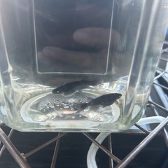 ヒレ長オリジナル黒メダカの画像