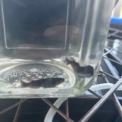 ヒレ長オリジナル黒メダカの画像