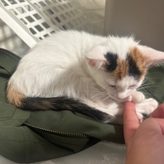三毛猫女子すぎちゃん🐈　 − 兵庫県