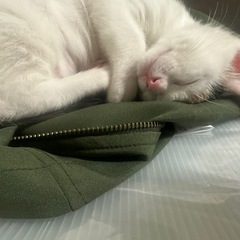 三毛猫女子すぎちゃん🐈　