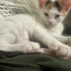 三毛猫女子すぎちゃん🐈　 - 猫