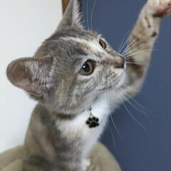 2月14日生まれのオス猫ちゃんです！