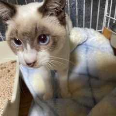 60才までの方で。ラグドール6ヶ月