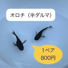 【ゆうメダカ】オロチメダカ（半ダルマ）   1ペア800円