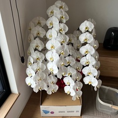 胡蝶蘭