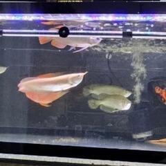 ⭐熱帯魚、その他生体⭐
