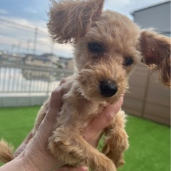 タイニープードル仔犬
