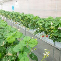農園管理作業　那須町　月収１８万～の画像