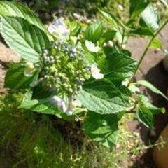 ガクアジサイ　紫陽花