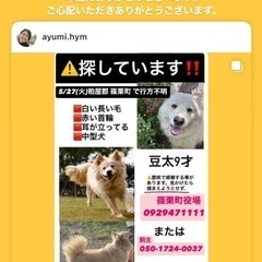 迷い犬
