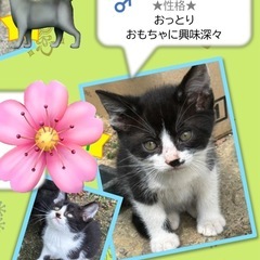 子猫里親さん募集です！