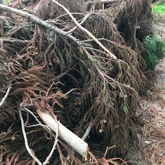 杉の枝葉　大量　　　　の画像