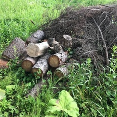 杉の枝葉　大量　　　　の画像