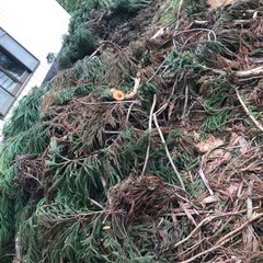 杉の枝葉　大量　　　　の画像