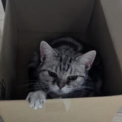 ねこのエサやりさん募集