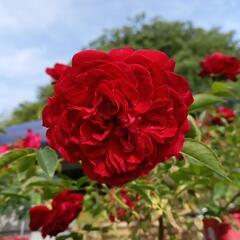 残り1本　挿し木2年目のミニ薔薇　の画像