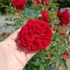 残り1本　挿し木2年目のミニ薔薇　の画像