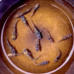 ユリシス若魚　めだか