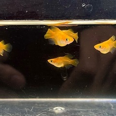 朱天皇③