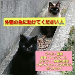 外猫や保護猫の為に助けてくれませんか？😣