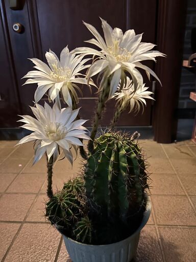 綺麗な花が咲く大きいサボテン