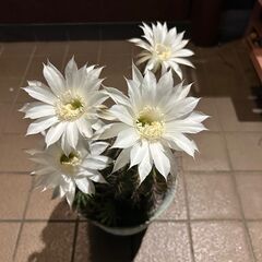綺麗な花が咲く大きいサボテンの画像