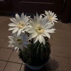 綺麗な花が咲く大きいサボテンの画像