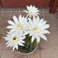 綺麗な花が咲く大きいサボテンの画像