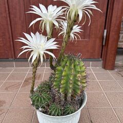 綺麗な花が咲く大きいサボテンの画像