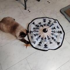キャッチミーイフユーキャン2の画像