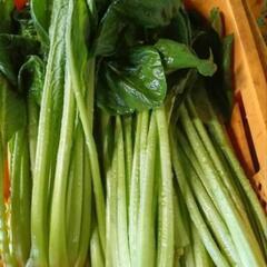 無料小松菜‼️今期最終かも‼️6月13日‼️限定５名