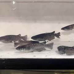 ミッドナイトフリル漆黒２０００円の画像
